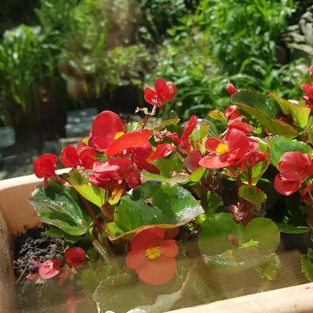 Pink Granite Garden Of Ireland Πανσιόν